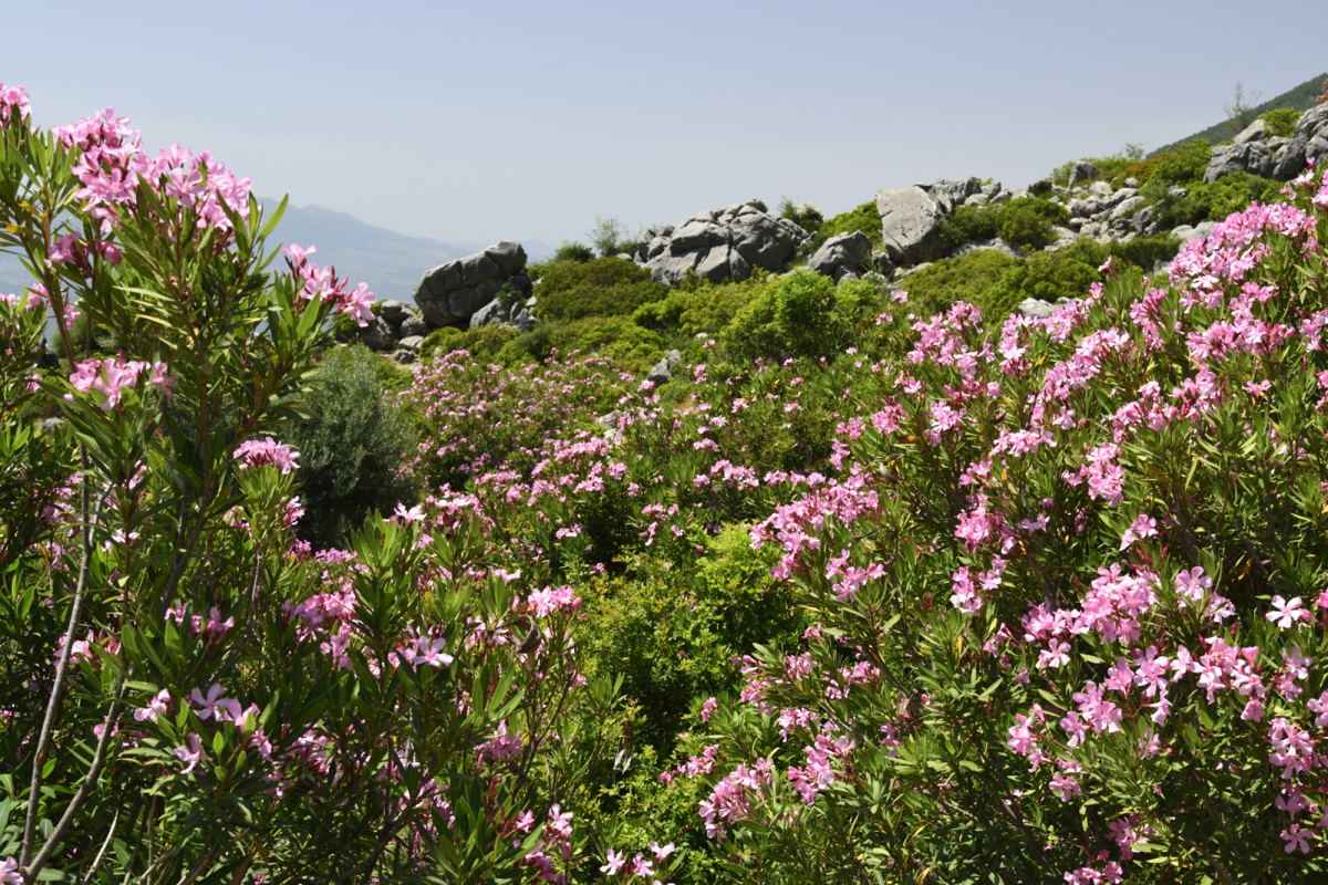 pink flowers on hike near Chefchaouen