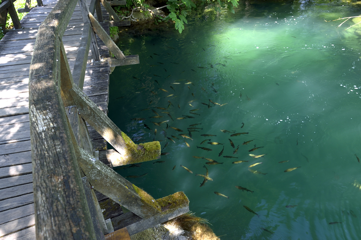 Krka national park fish